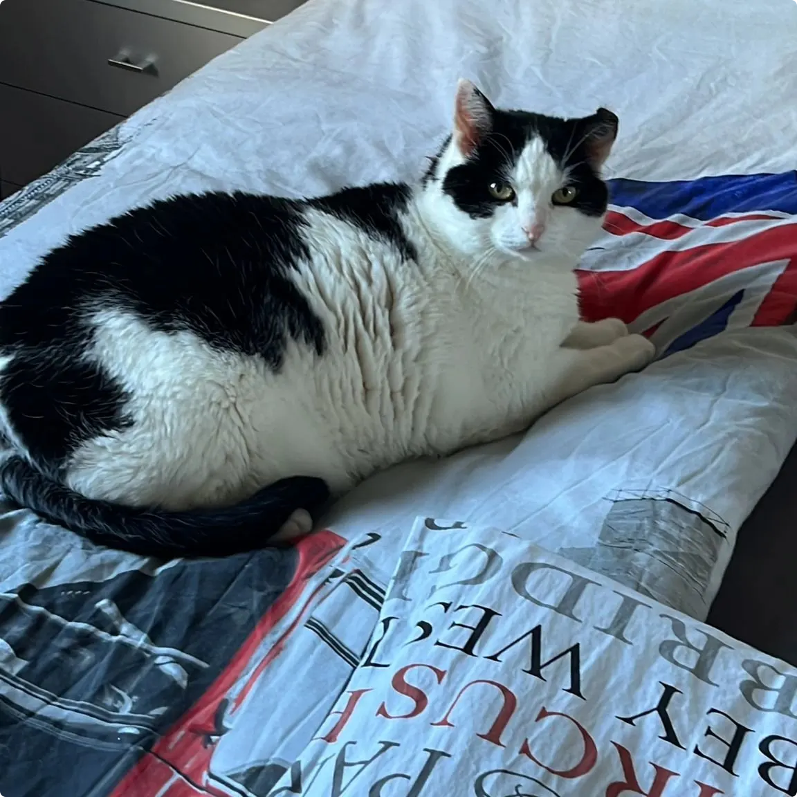 Kat Joris is aangevallen door twee honden en hierdoor overleden.