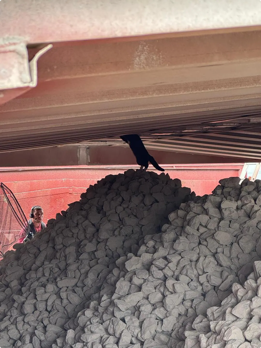 Bron: Dierenambulance De Meren