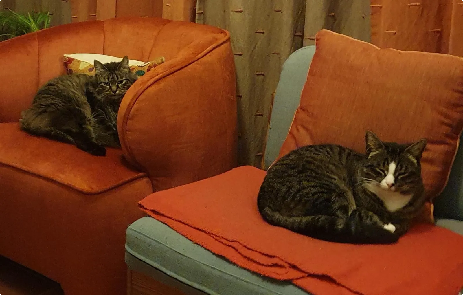 Katten Cara (links) en Doerak (rechts) Beeld: Zoekteam Midden Nederland