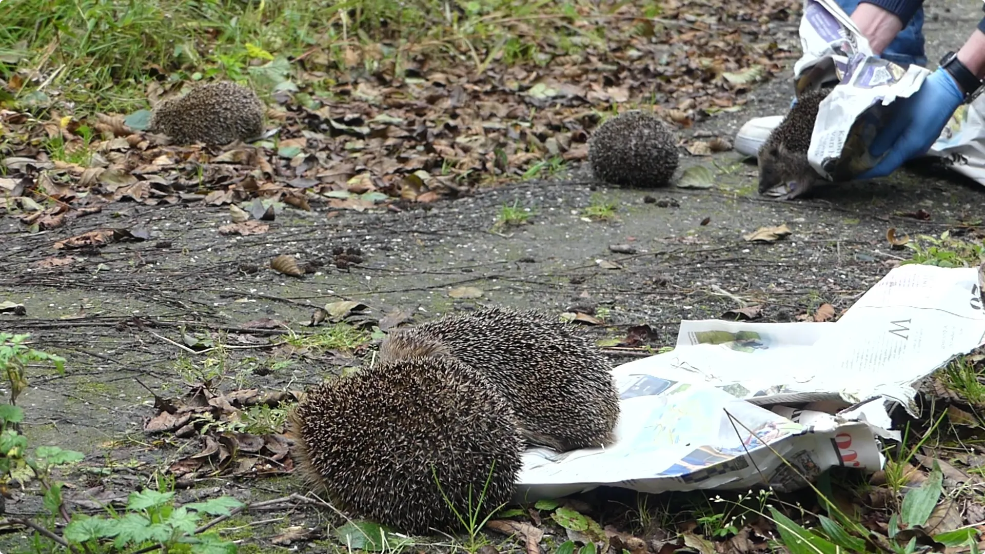 Beeld: AquaZoo Leeuwarden
