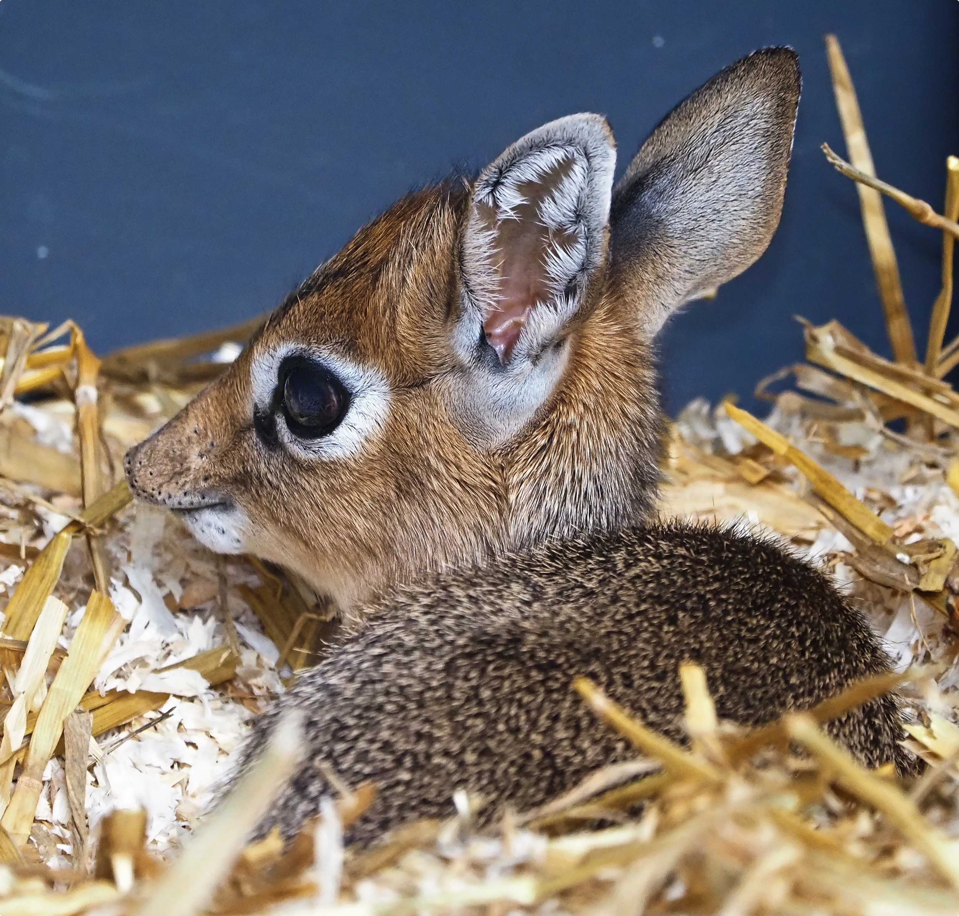 Kirk-s dikdik Beekse Bergen (3)