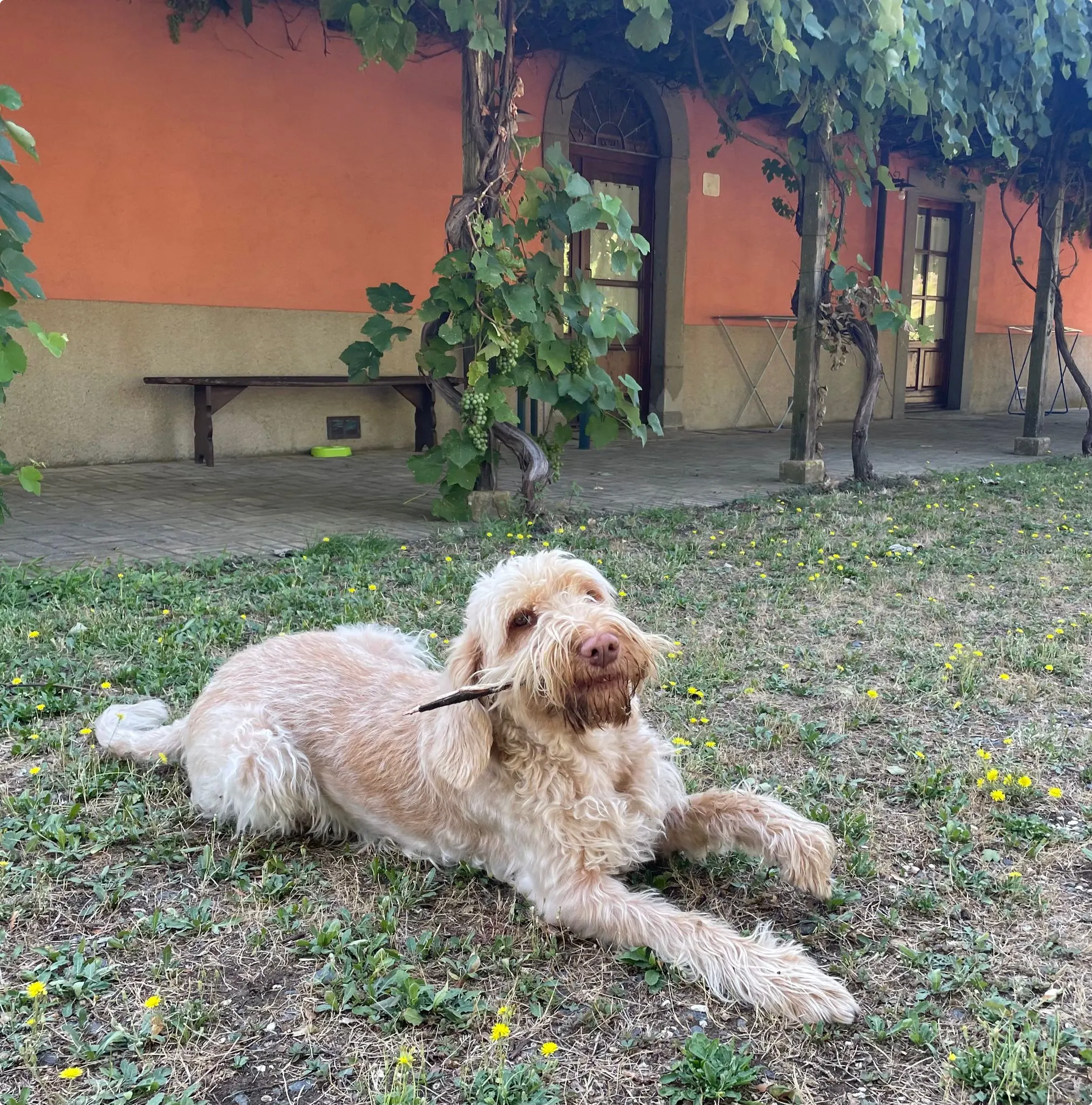 Hond Olivia van eigenaar Rosemarie