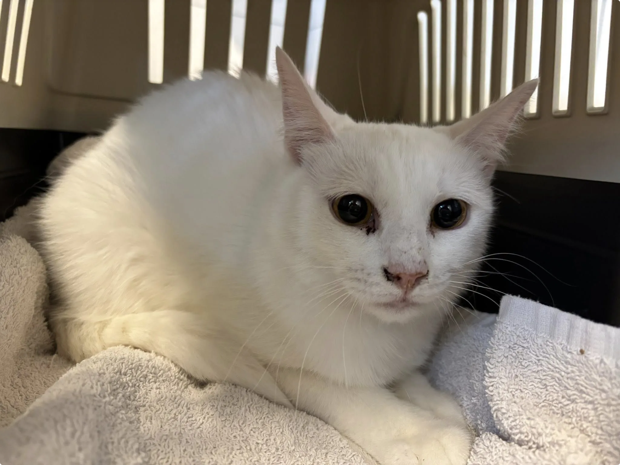 Een van de katten uit de woning. Beeld: Dierenopvangcentrum Vlaardingen