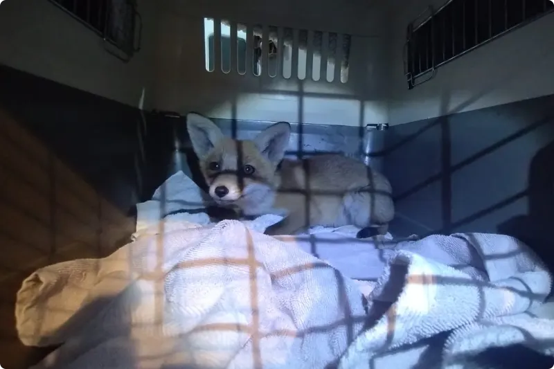 Het jonge vosjes. Beeld: Dierenambulance Den Haag