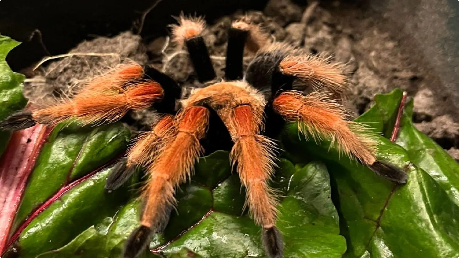 Mexicaanse vogelspin duikt op in achtertuin Harderwijk. Beeld: Dierenambulance Noord-West Veluwe