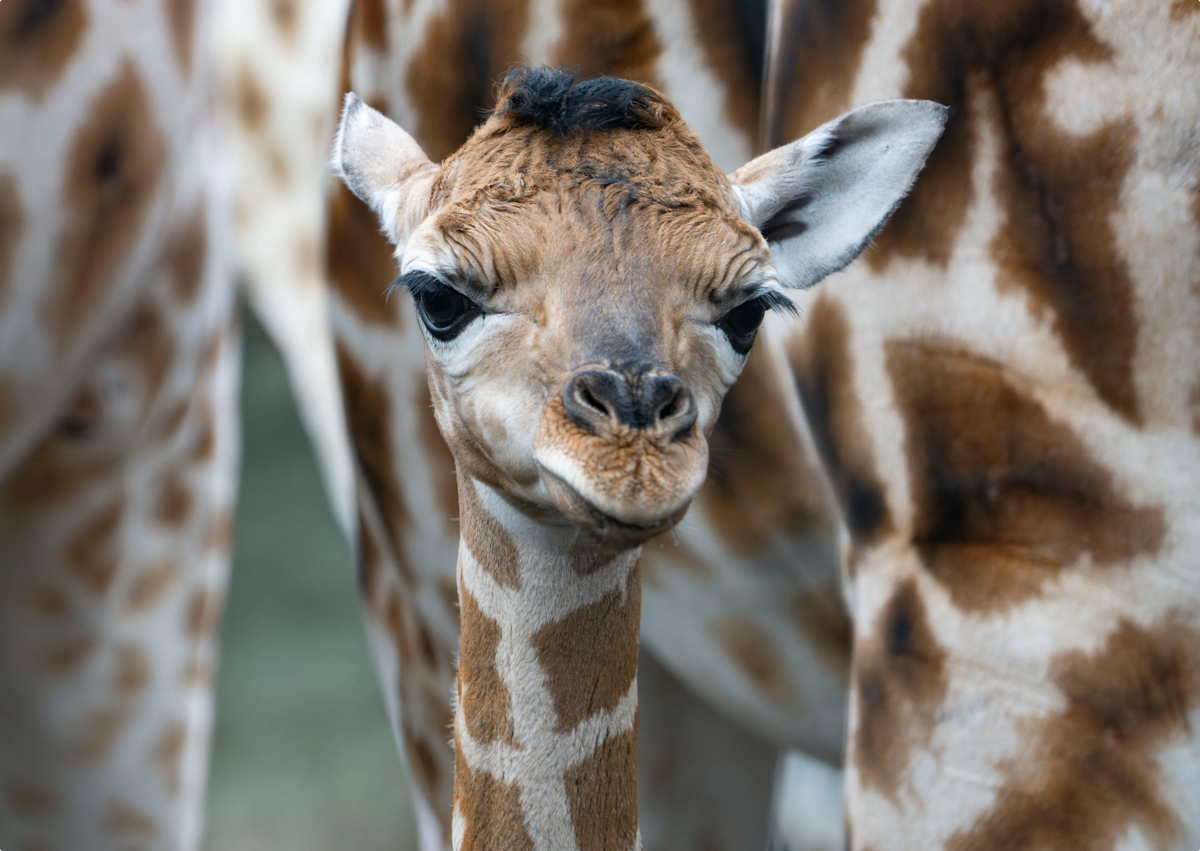 Beeld: Beekse Bergen