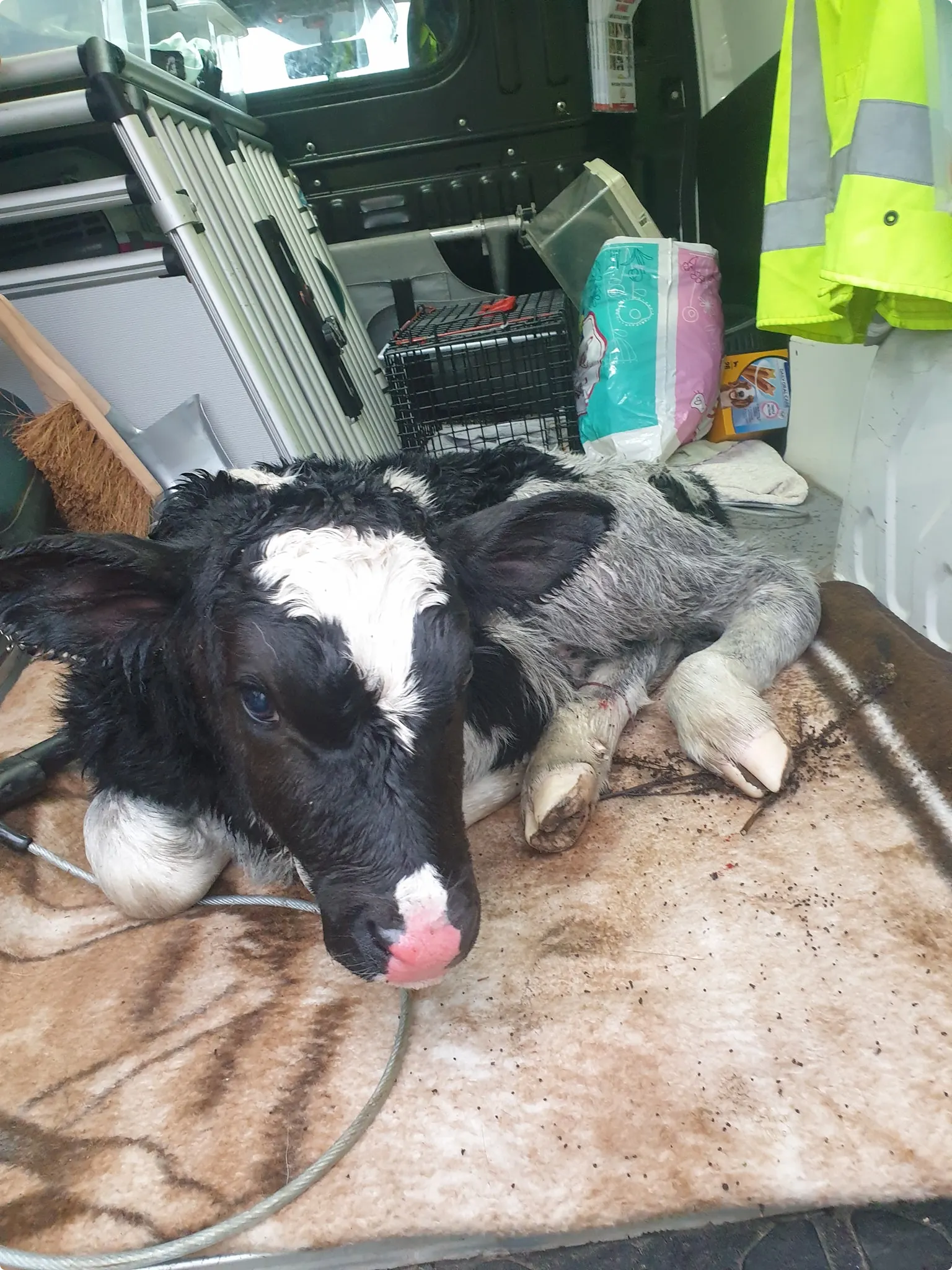 Het kalf nadat het is gevonden door medewerkers van de dierenambulance.