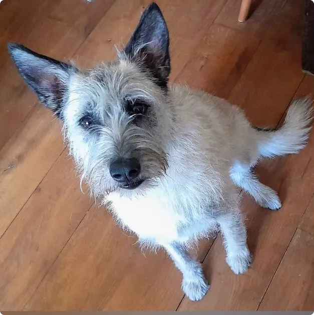 Hondje Bess, van eigenaren Charlotte en Ryan uit Rotterdam.