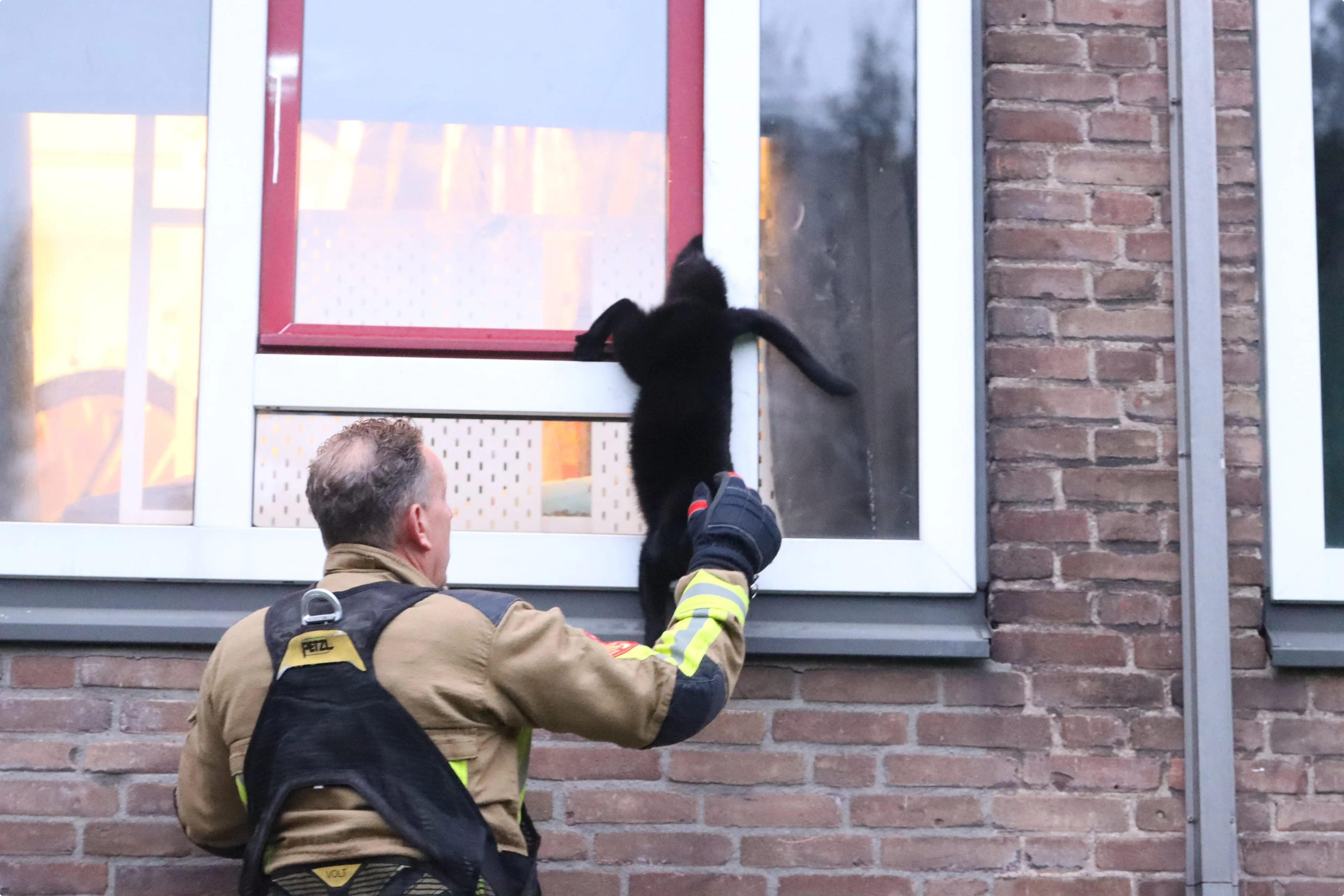 De brandweer wist het dier te bevrijden. Bron: Mizzle Media