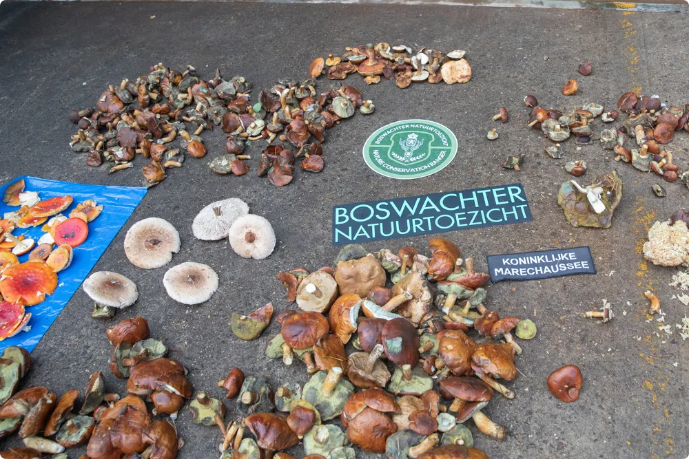 De in beslag genomen paddenstoelen - foto: Caspar Huurdeman Fotografie