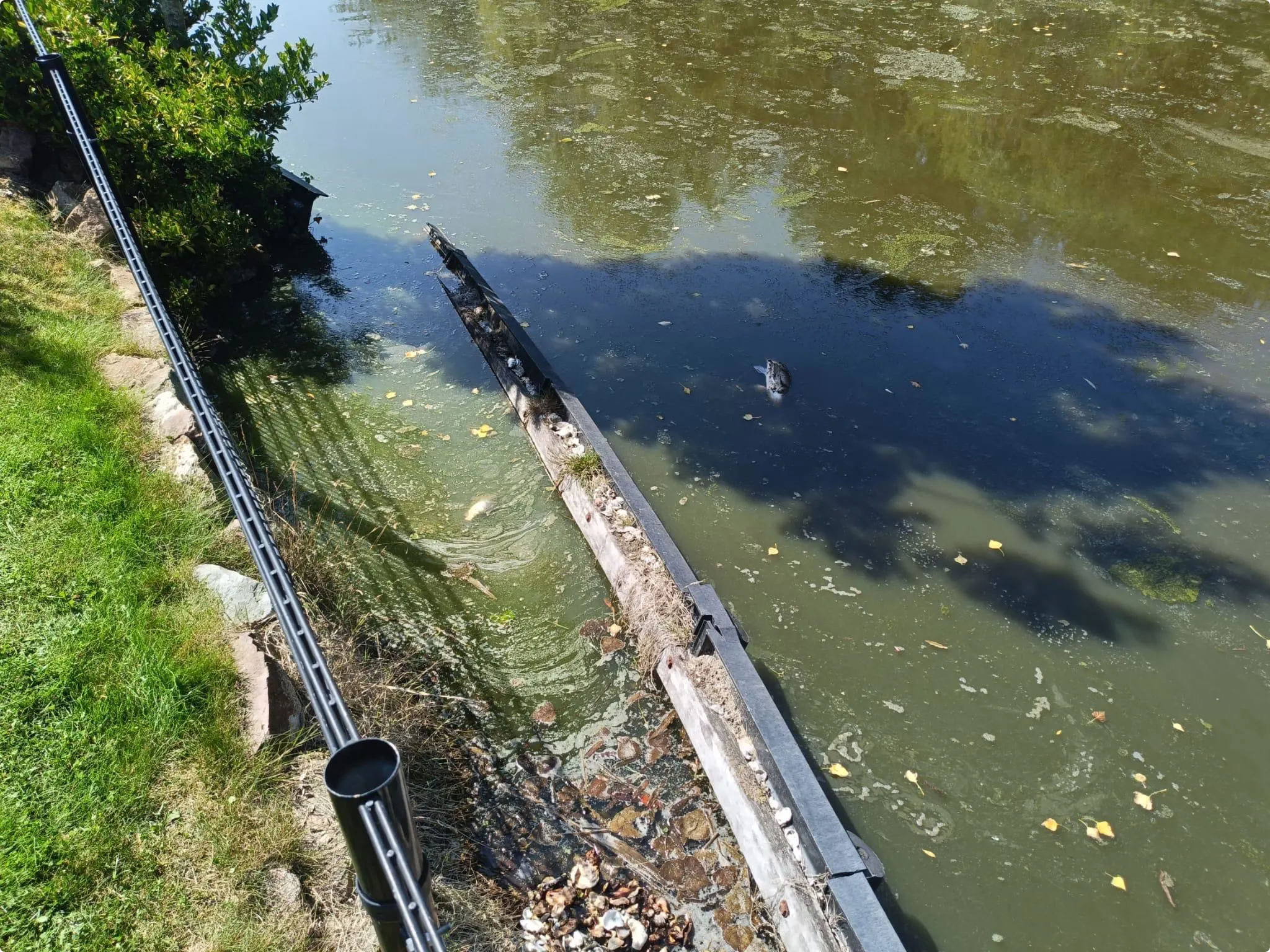 Door de verzakking drijven er nu soms ook dode vissen in de tuin van Inge (Beeld: Inge van Zee)