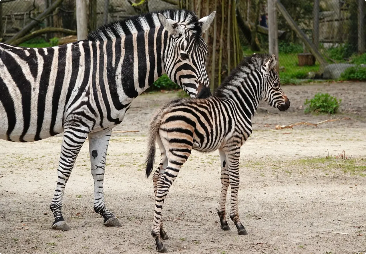 Zebra Tumo. Foto: Jolanda Berkelmans
