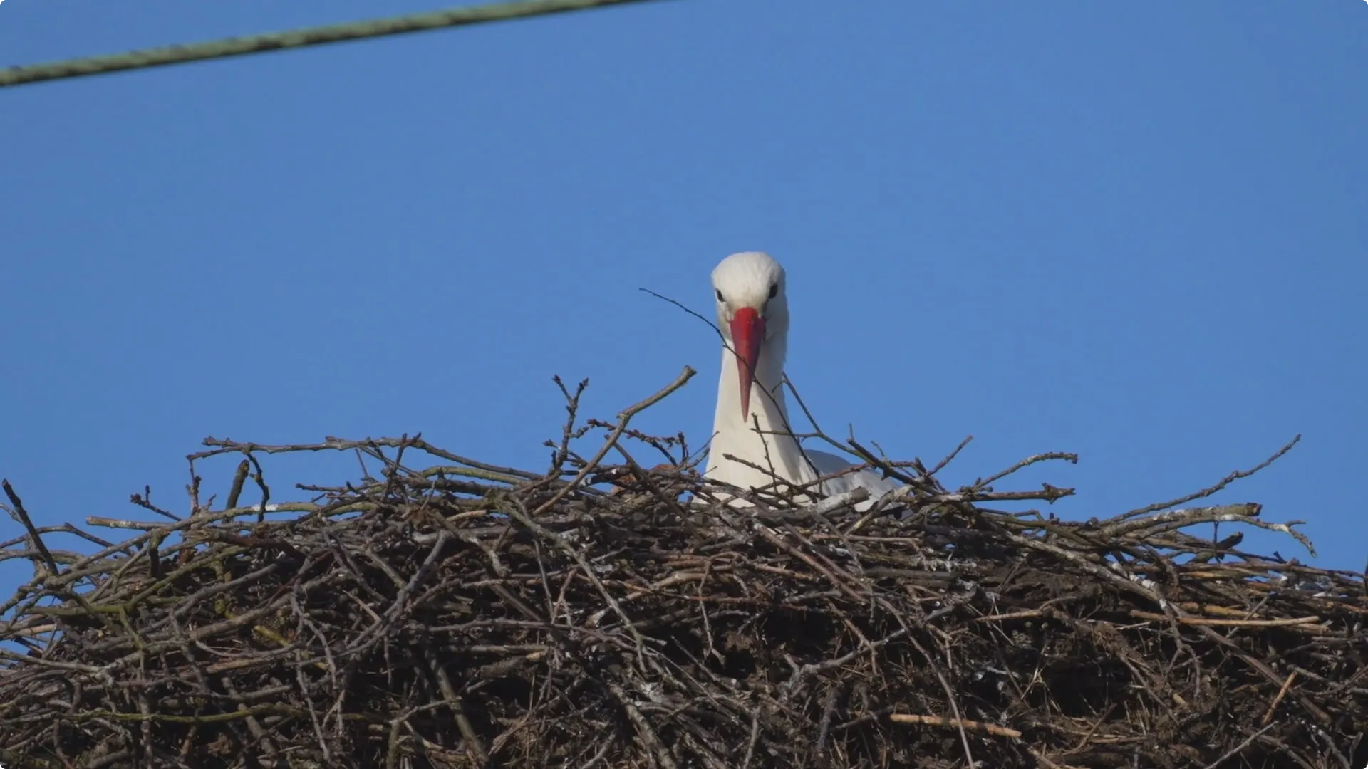 Ooienvaars boven spoor in Nuenen weer terug. Beeld: SQ Vision 