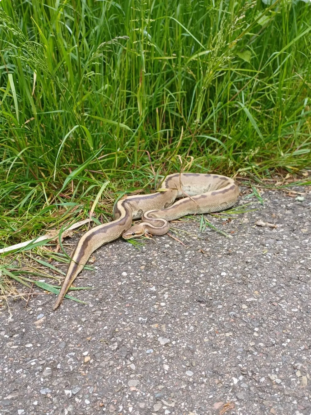 Opmerkelijke vondst Spijkenisse: koningspython kronkelt langs hockeyvelden. Beeld: AJ de Bruin