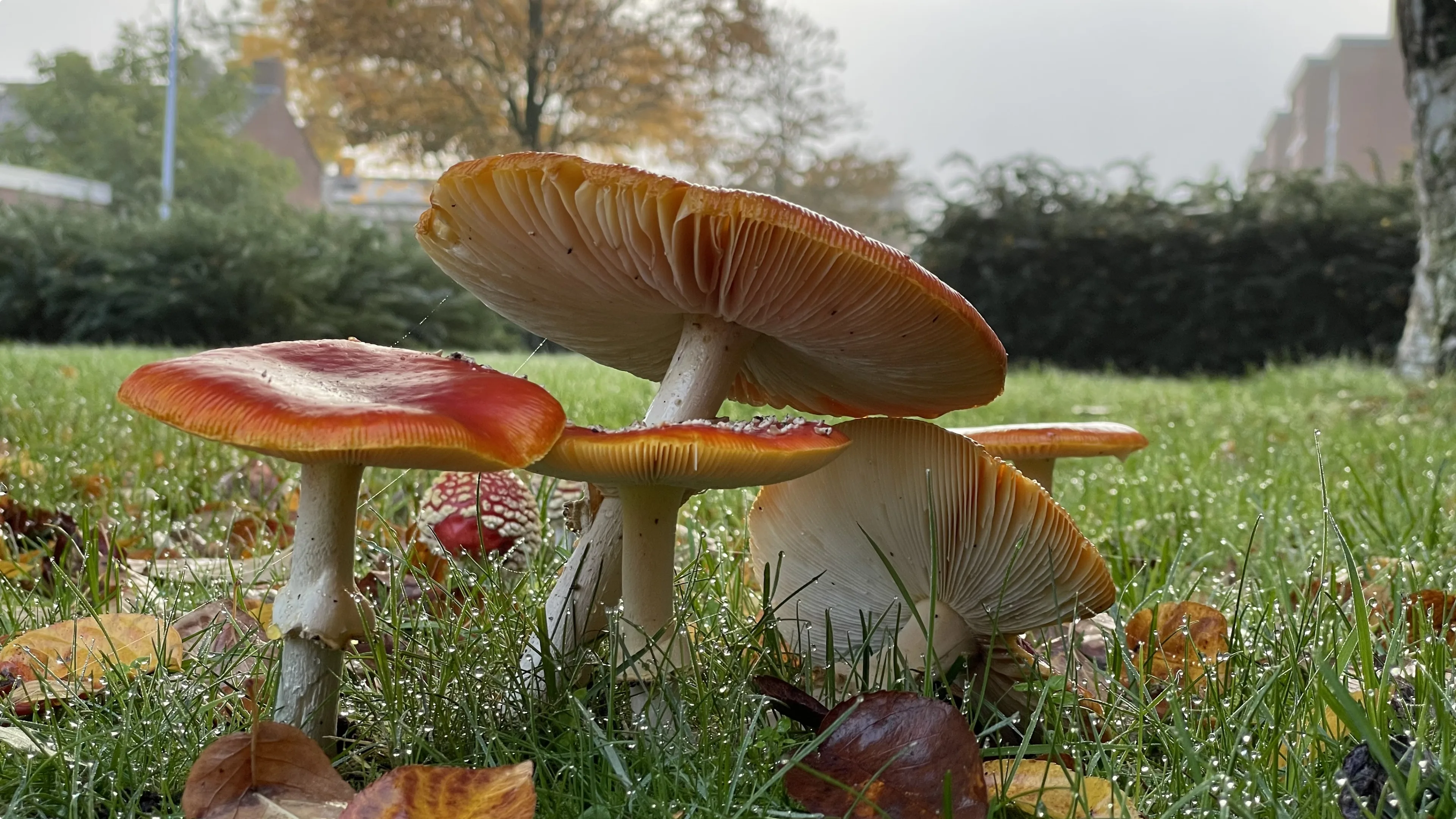 Borne. Foto: Raymond Hofsté