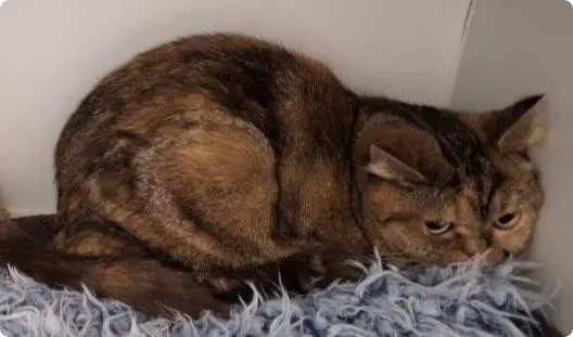 Beeld: Huisdierenmeldpunt Utrecht