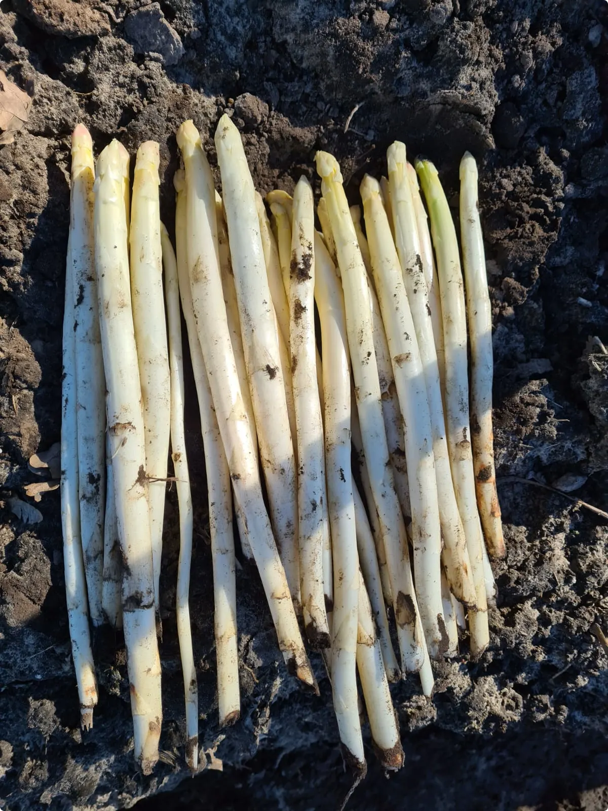 De opbrengst van de eerste keer asperges steken in 2021. Foto's: Asperges familie Tielemans