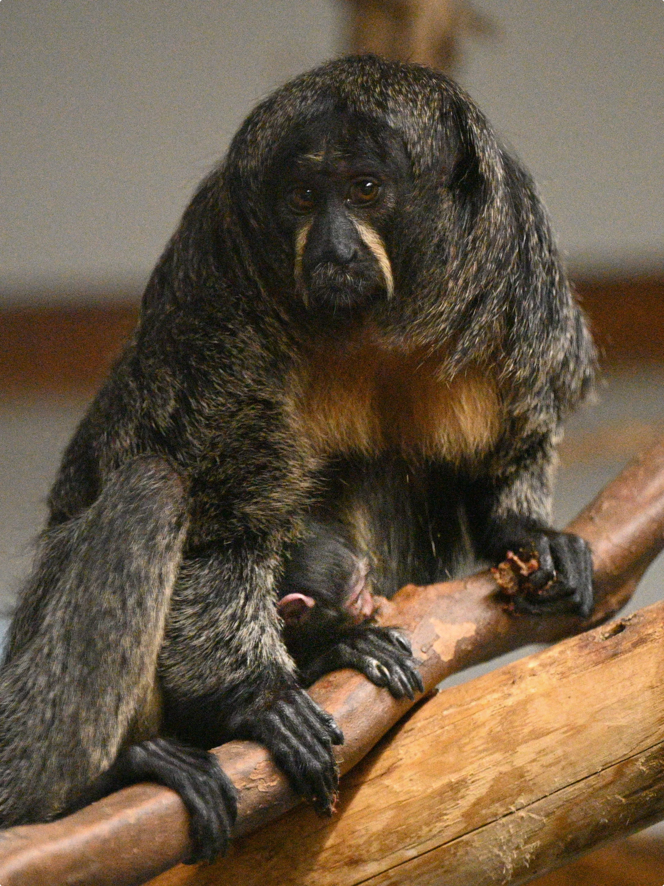 De witgezicht saki moeder met baby - beeld: GaiaZOO