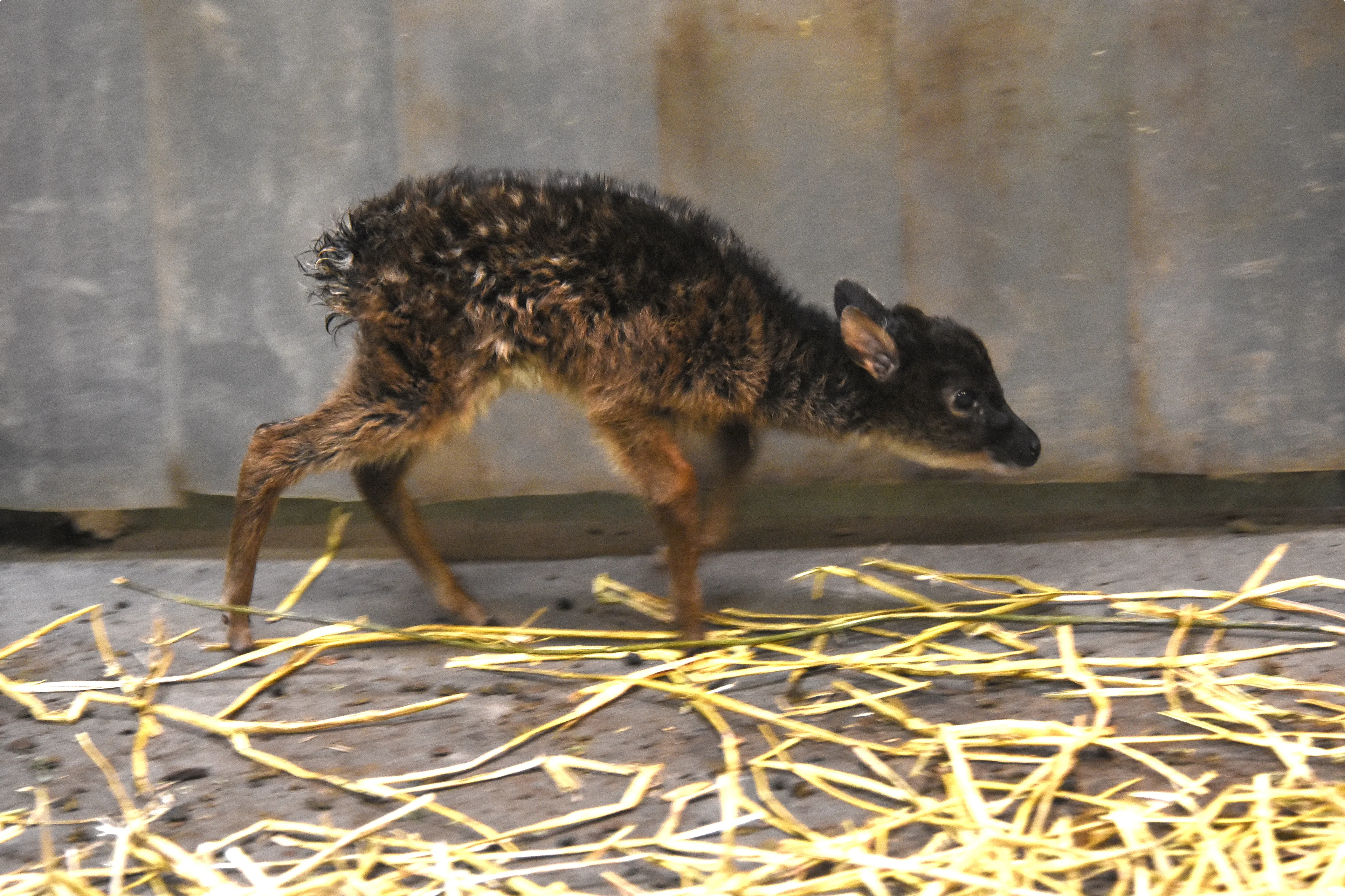 Zeldzaam hertje geboren in Diergaarde Blijdorp. Beeld: Diergaarde Blijdorp