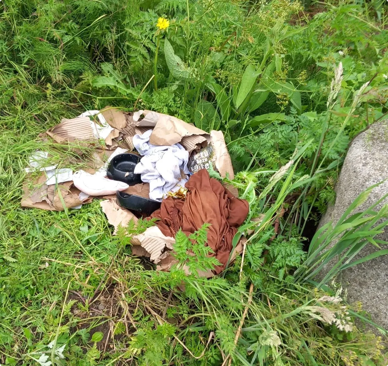 De doos waar de moederkat en haar kittens in gedumpt zijn. Foto: Dierenambulance Maasland