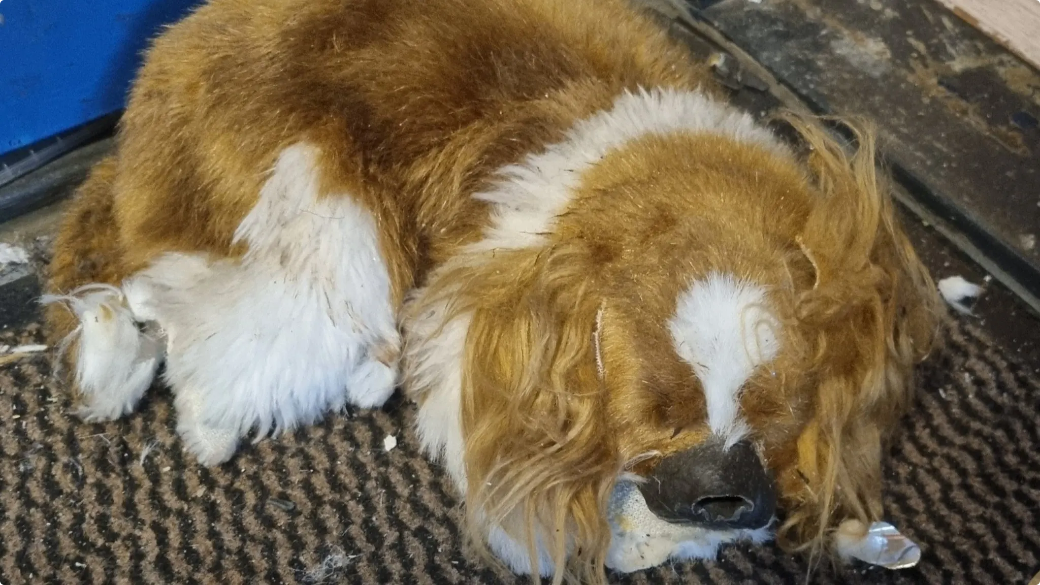 Beeld: Politie Eenheid Rotterdam DCG