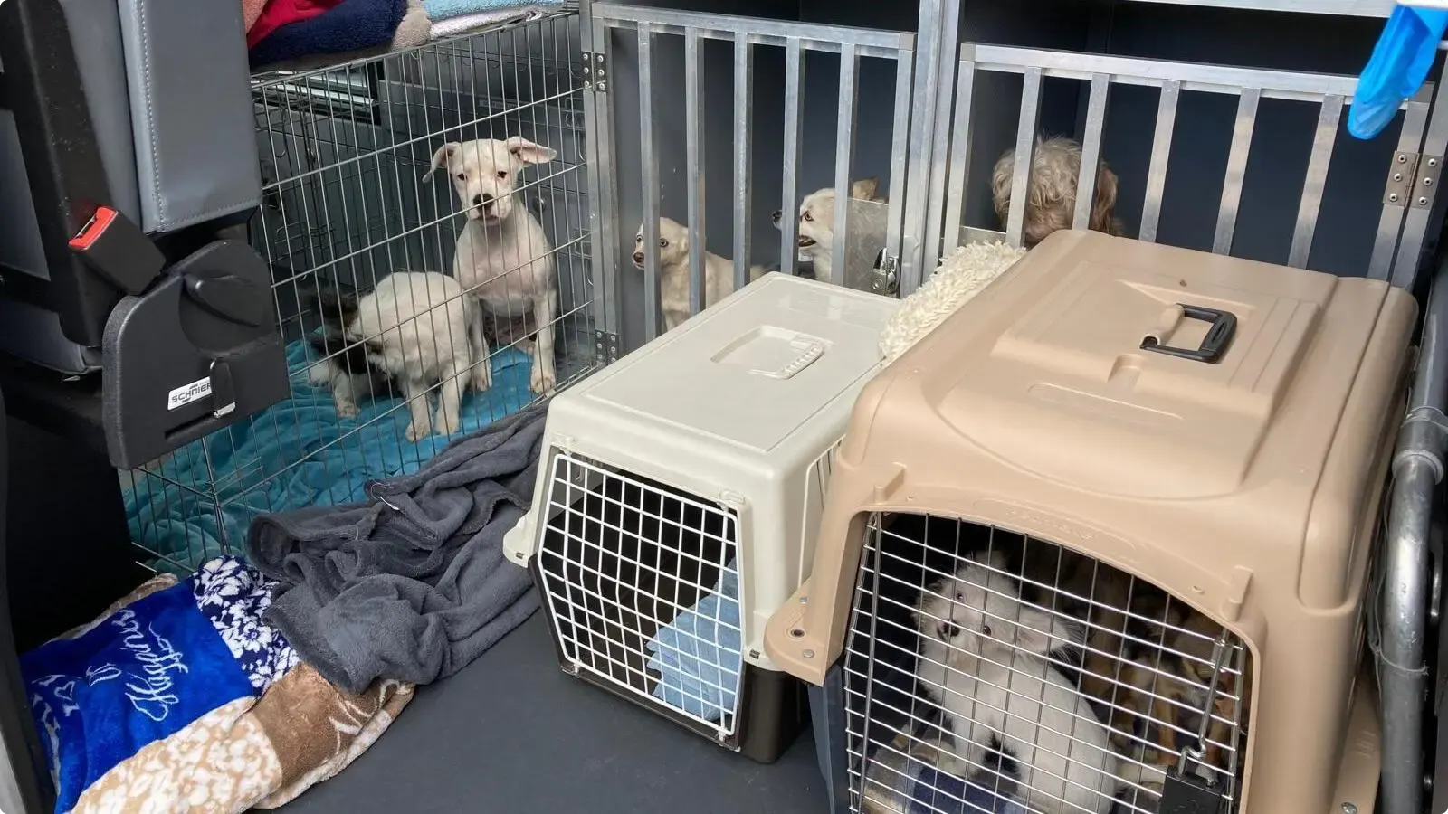 De dieren werden binnen twee uur in benches geplaatst. Beeld: Dierenbescherming