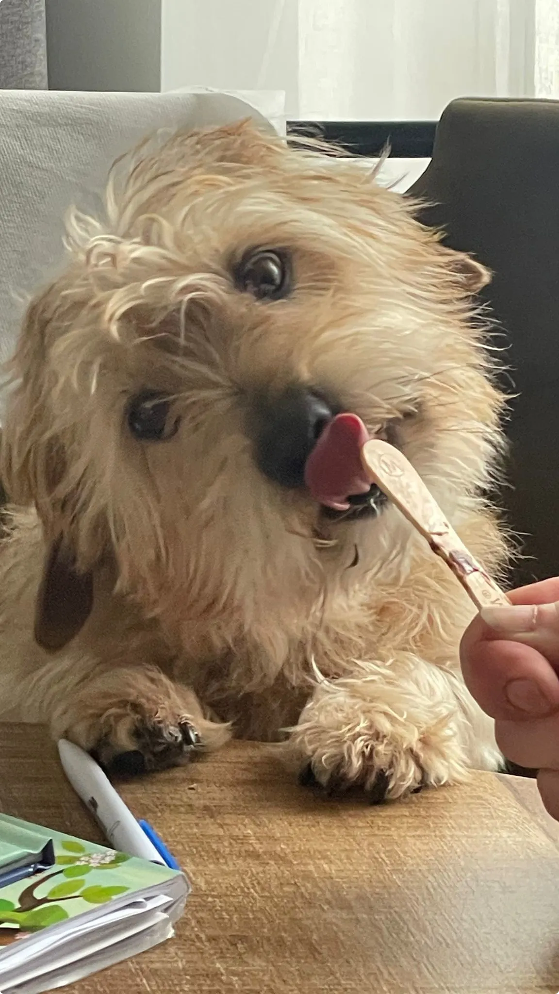 Hondje Teddy geniet van een ijsje.