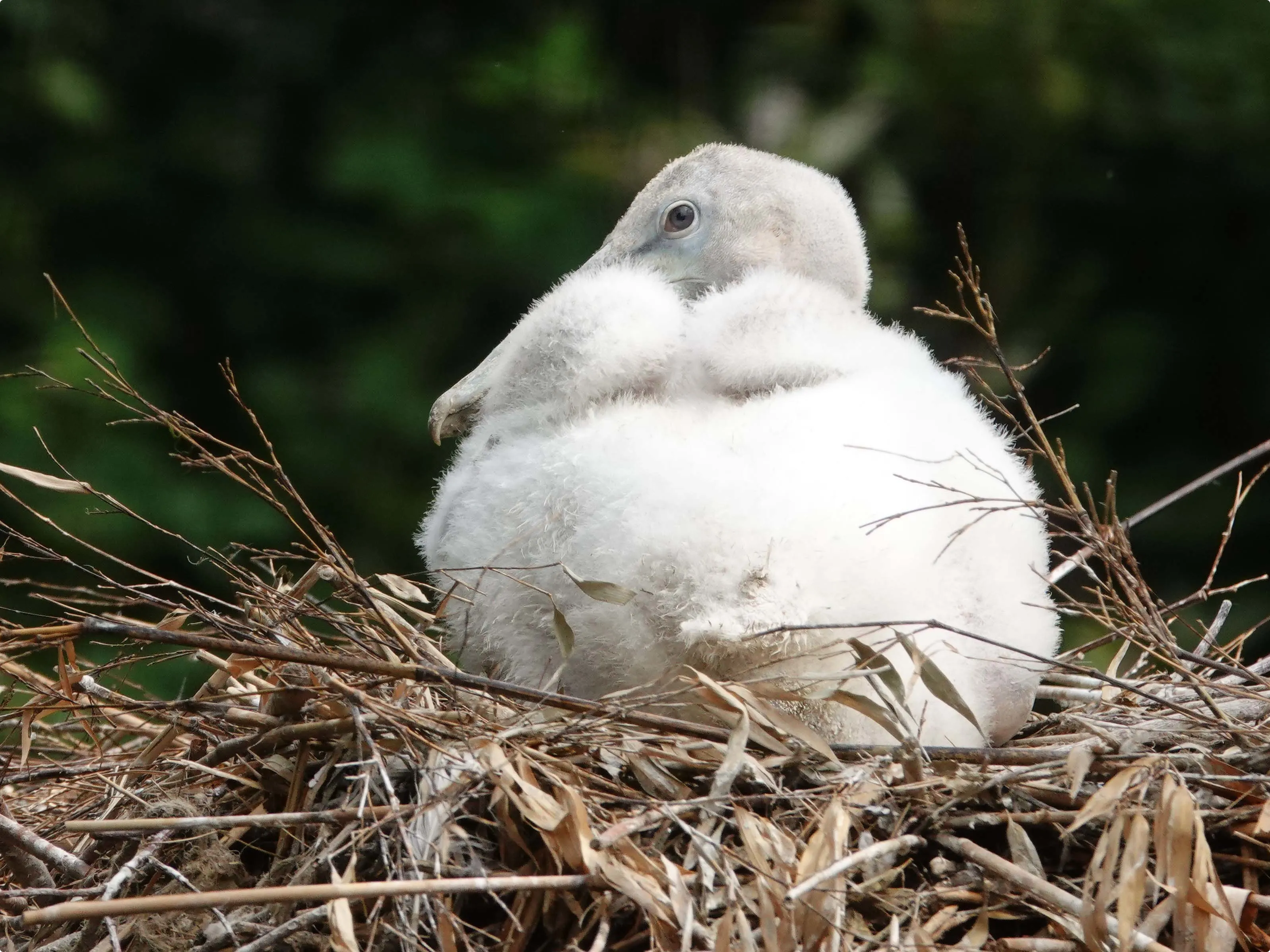 Beeld: Dierenpark Amersfoort