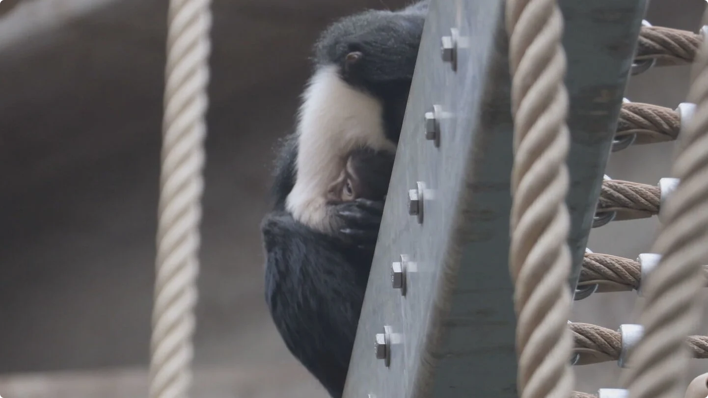 Dianameerkat geboren in Artis. Beeld: Artis