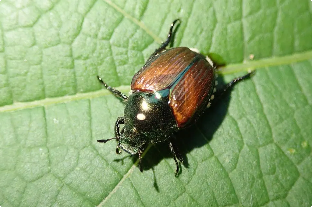 Beeld: Door Whitney Cranshaw, Colorado State University - CC BY 2.0