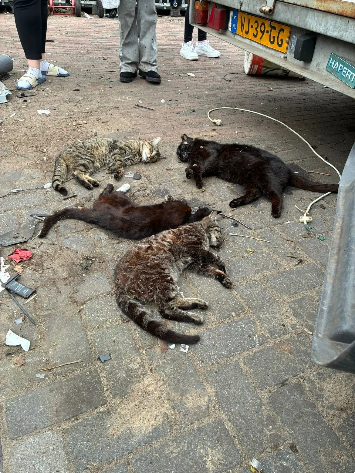 Meerdere huisdieren, waaronder deze vier katten zijn de afgelopen tijd dood teruggevonden in de buurt. Beeld: Buurtbewoners Bergentheim