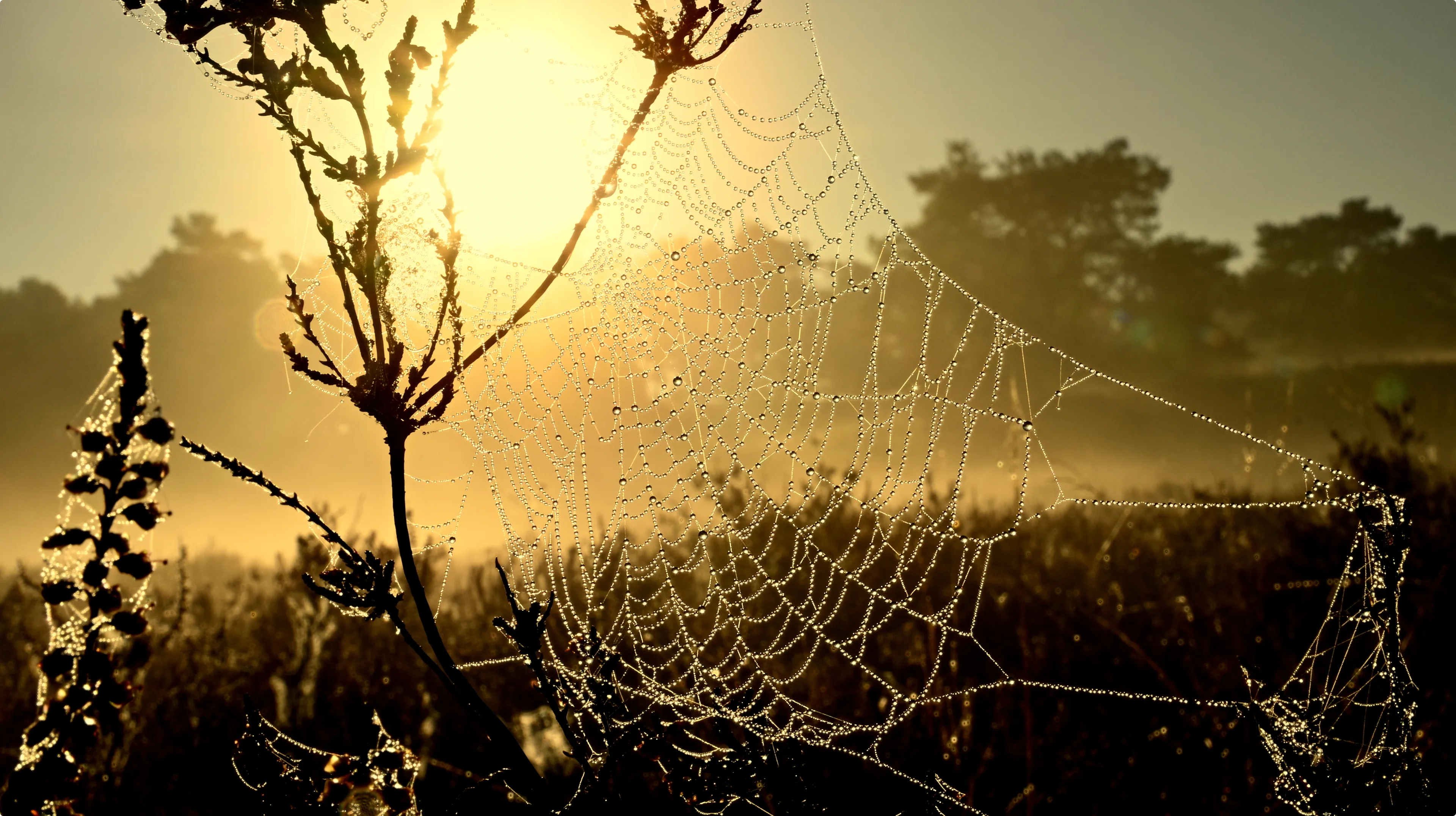 Beeld: Hans Janssen, Landgraaf