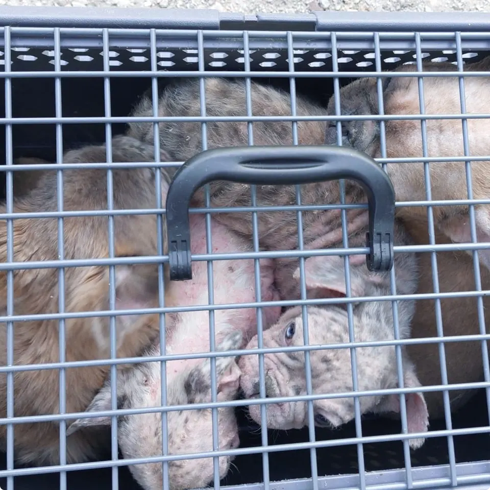 Gedumpte puppy's in een bench, beeld: Dierenambulance Brabant Noord-Oost