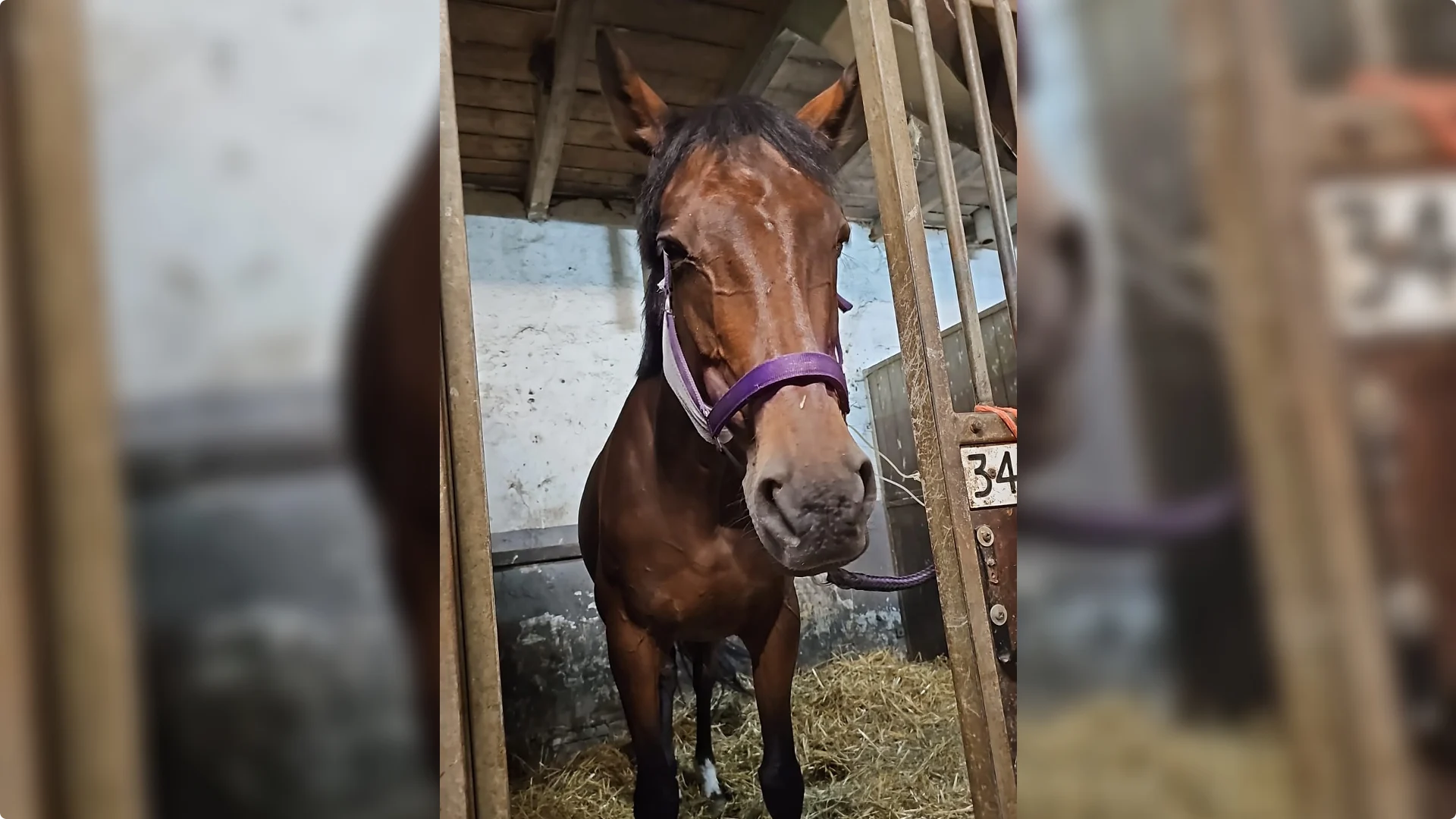 Paard Rosie zit aan het infuus. Foto: Hélène Nagorka van Zwienen