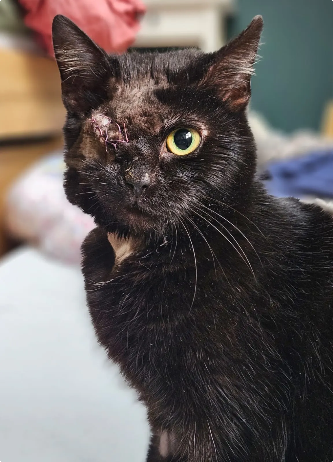 Beeld: DierenZorg Eemland