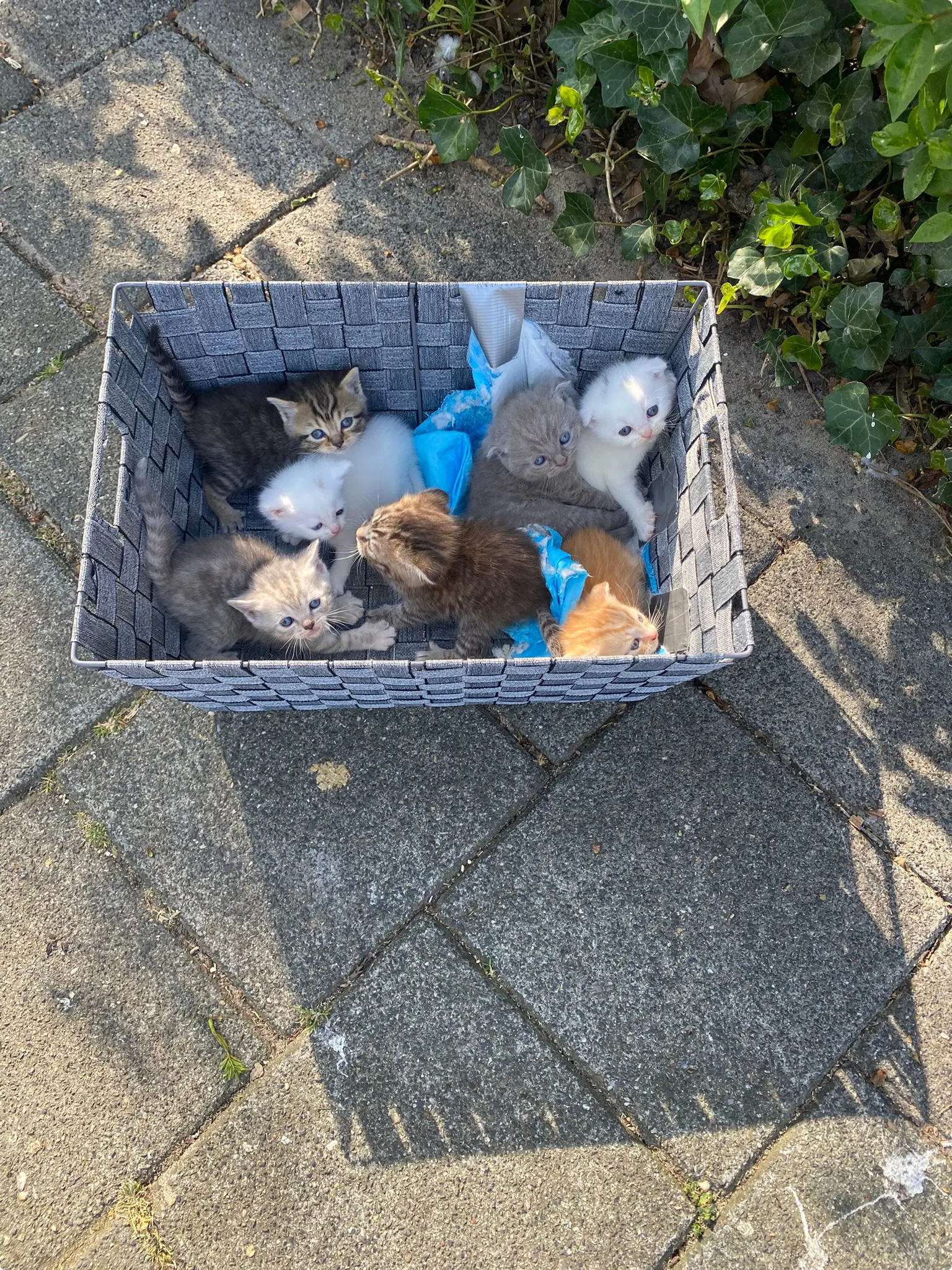 De zeven kittens zoals ze werden gevonden: in een mandje, verstopt in de bosjes. Beeld: Hart van Nederland.