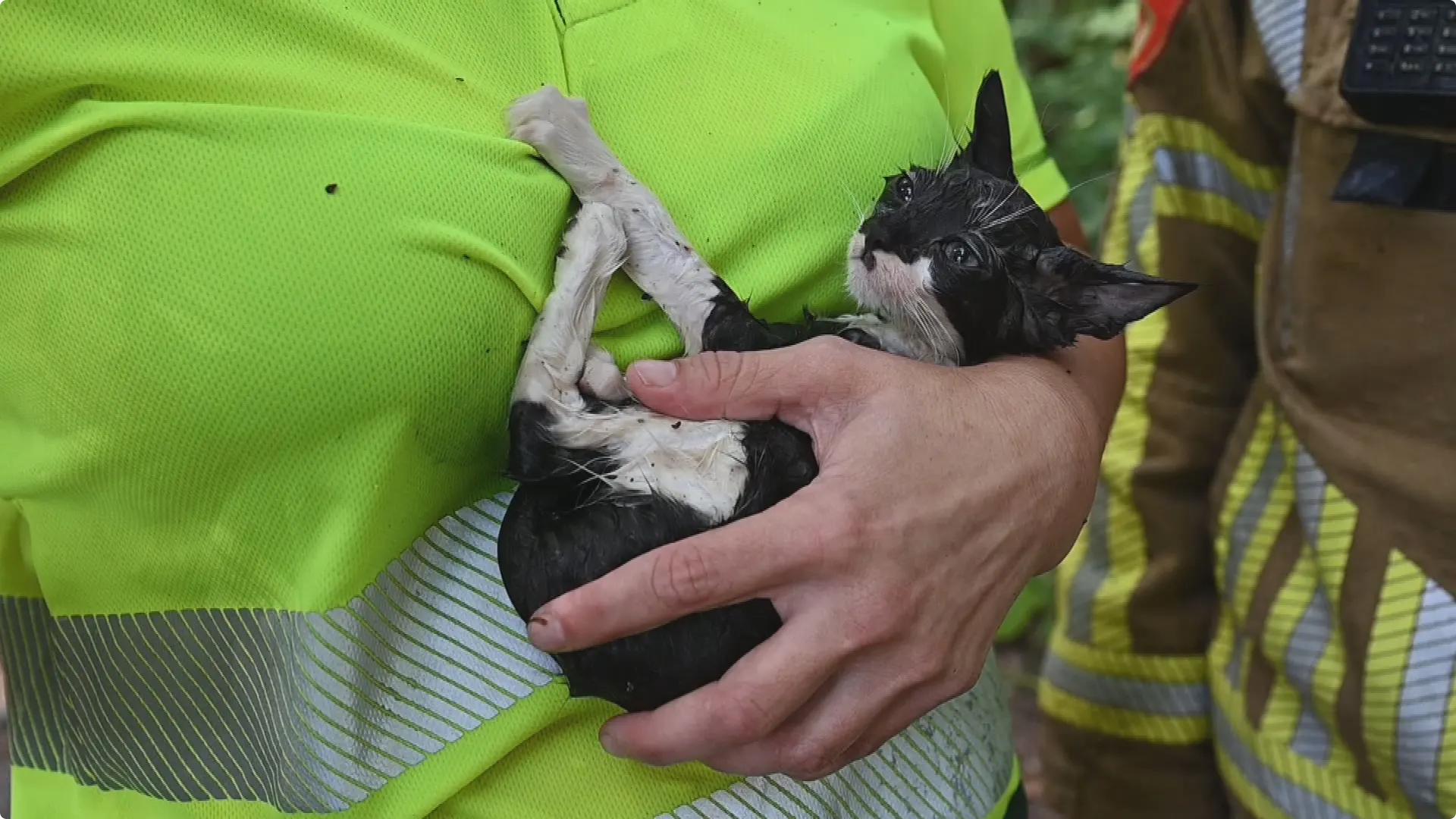 Een van de kittens moest uit de boom worden gespoten door de brandweer. Beeld: SQ Vision