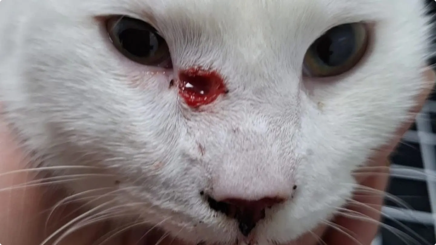 Kat geraakt door pijl - beeld: Dierenziekenhuis Eindhoven.