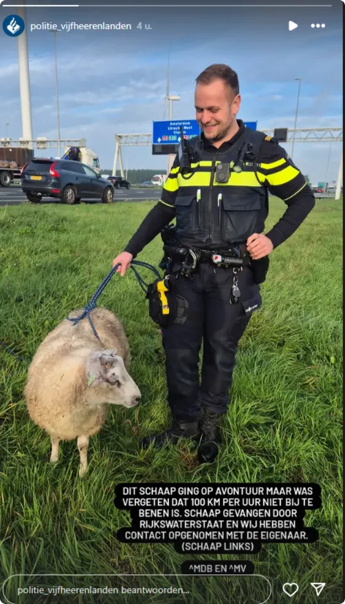 Er is een schaap op de A2 beland, politie Vijfheerenlanden heeft hier een Instagram story over gemaakt.