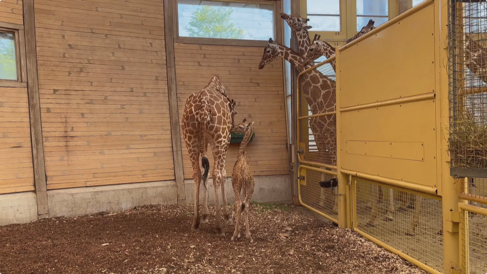 Beeld: Diergaarde Blijdorp
