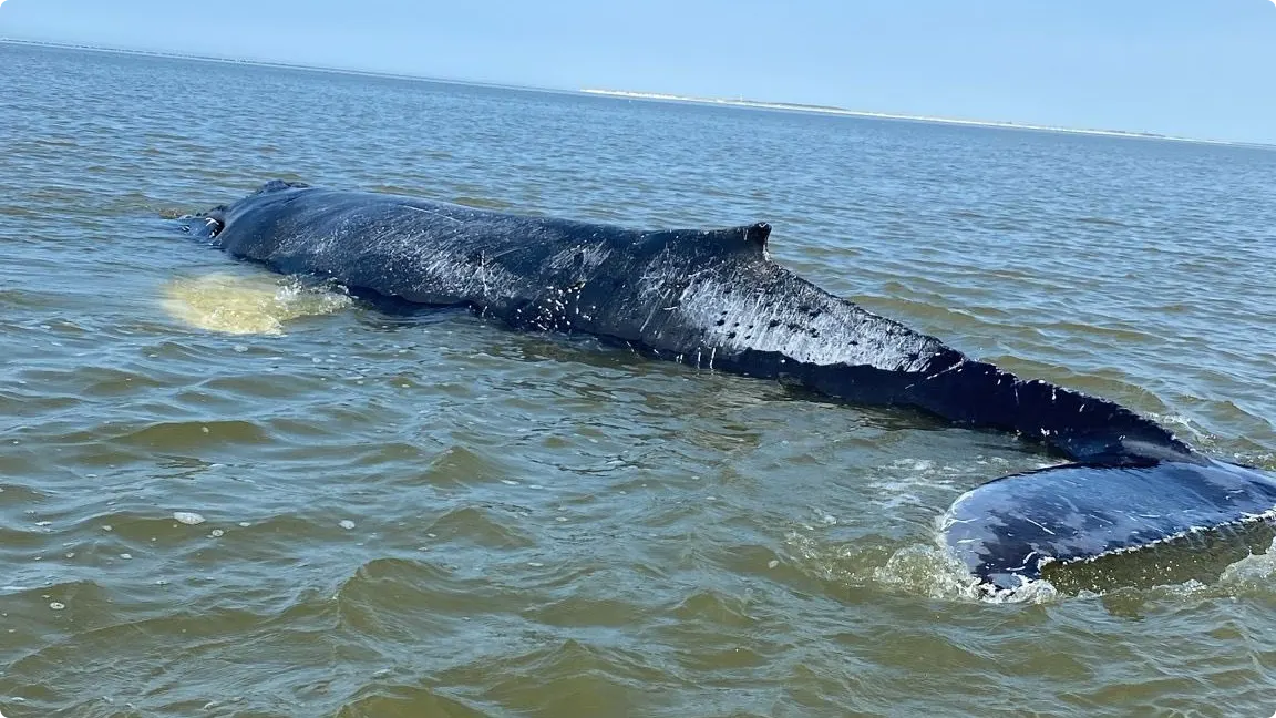 De gestrande bultrug bij Terschelling. Beeld: SOS Dolfijn