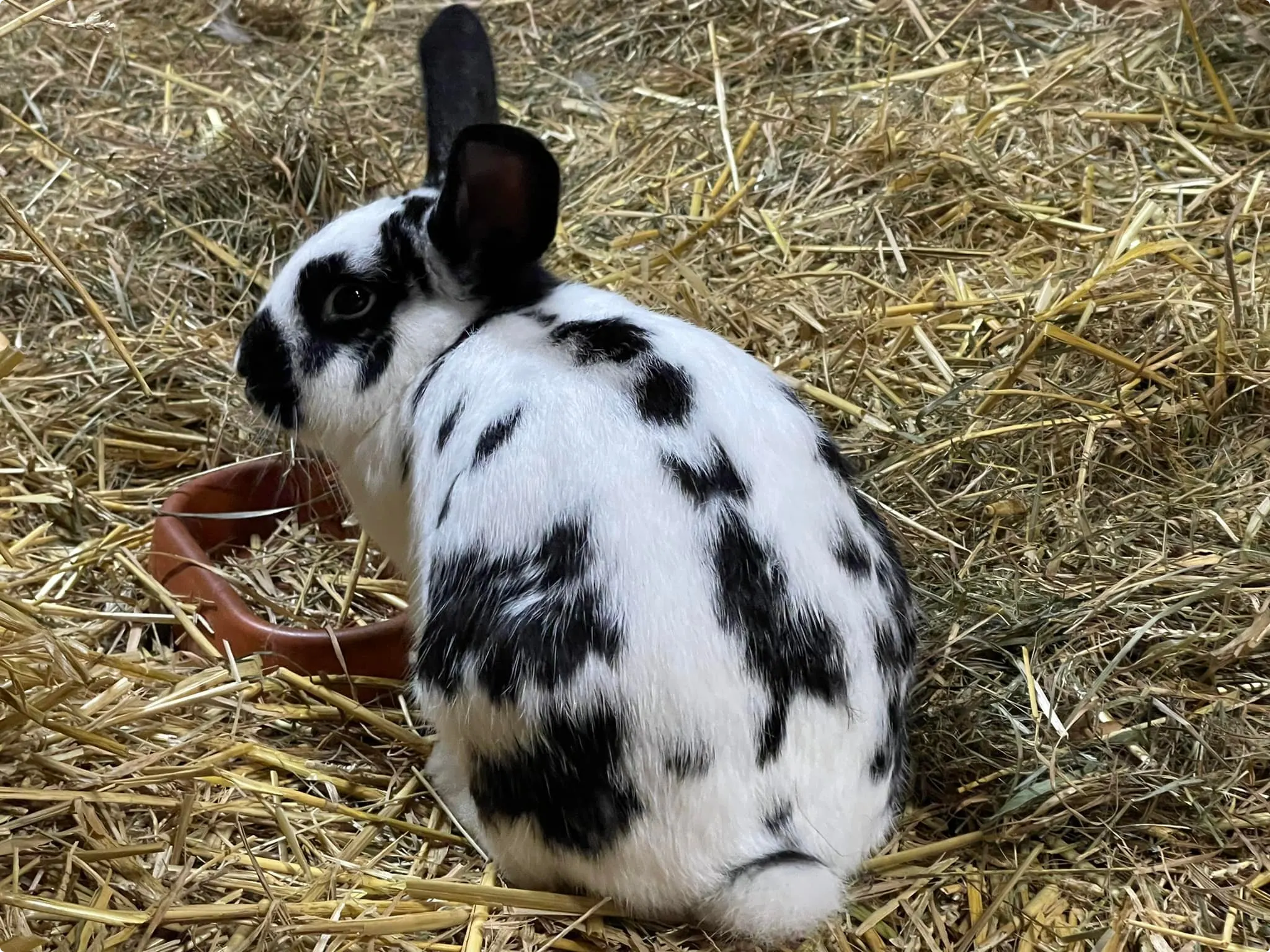 Stippel (Beeld: kinderboerderij 't Brinkie)