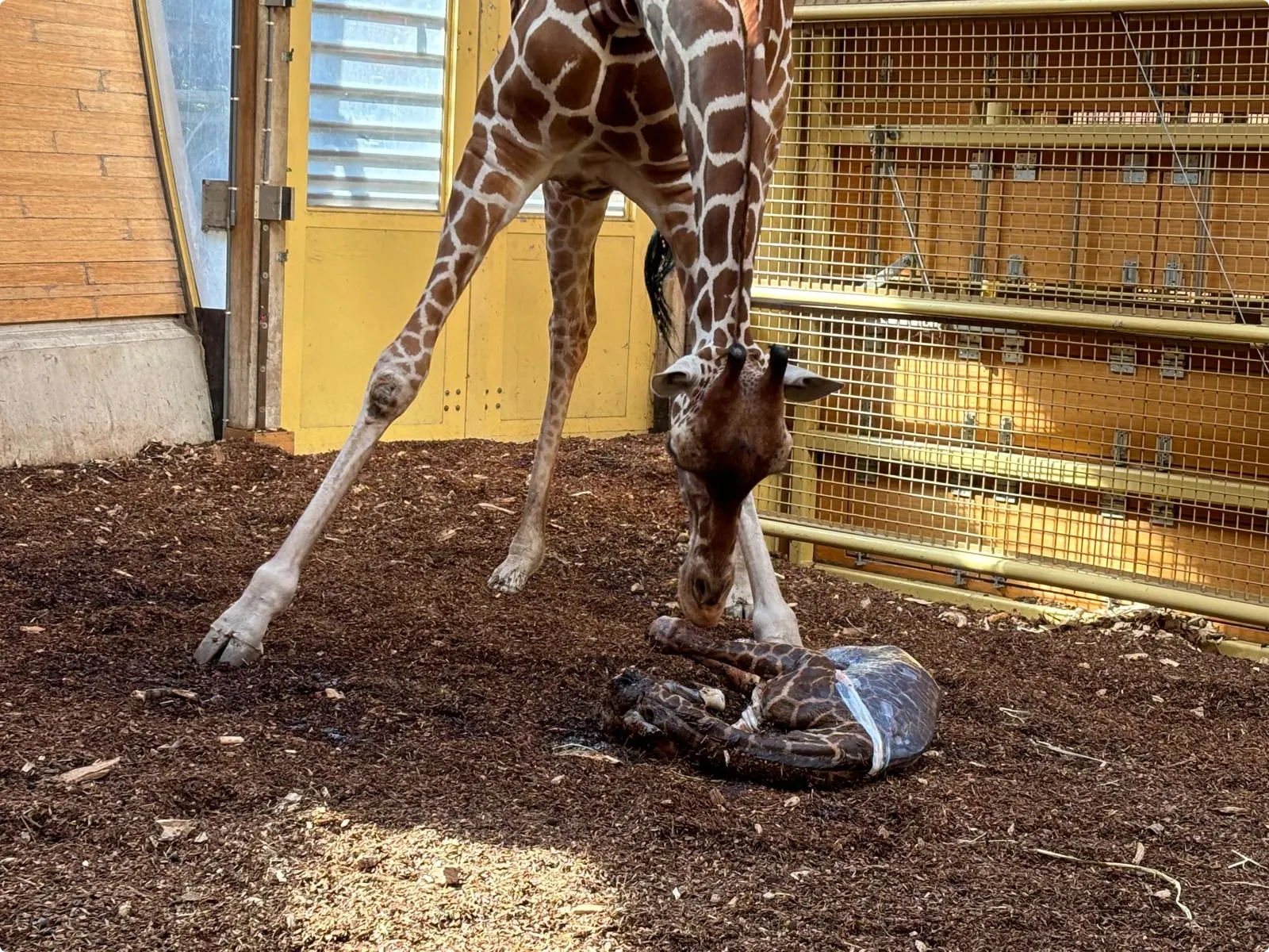 Beeld: Diergaarde Blijdorp