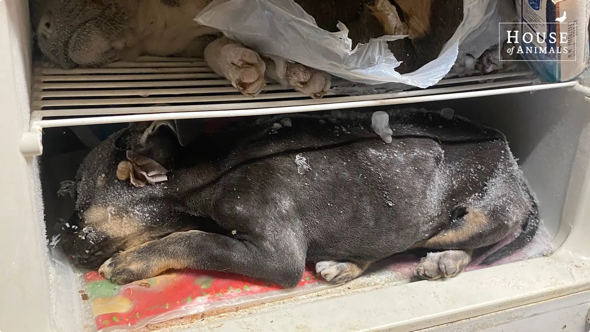 Dode honden in de vriezer bij Nederlandse hondenfokster in Hongarije: Beeld: House of Animals