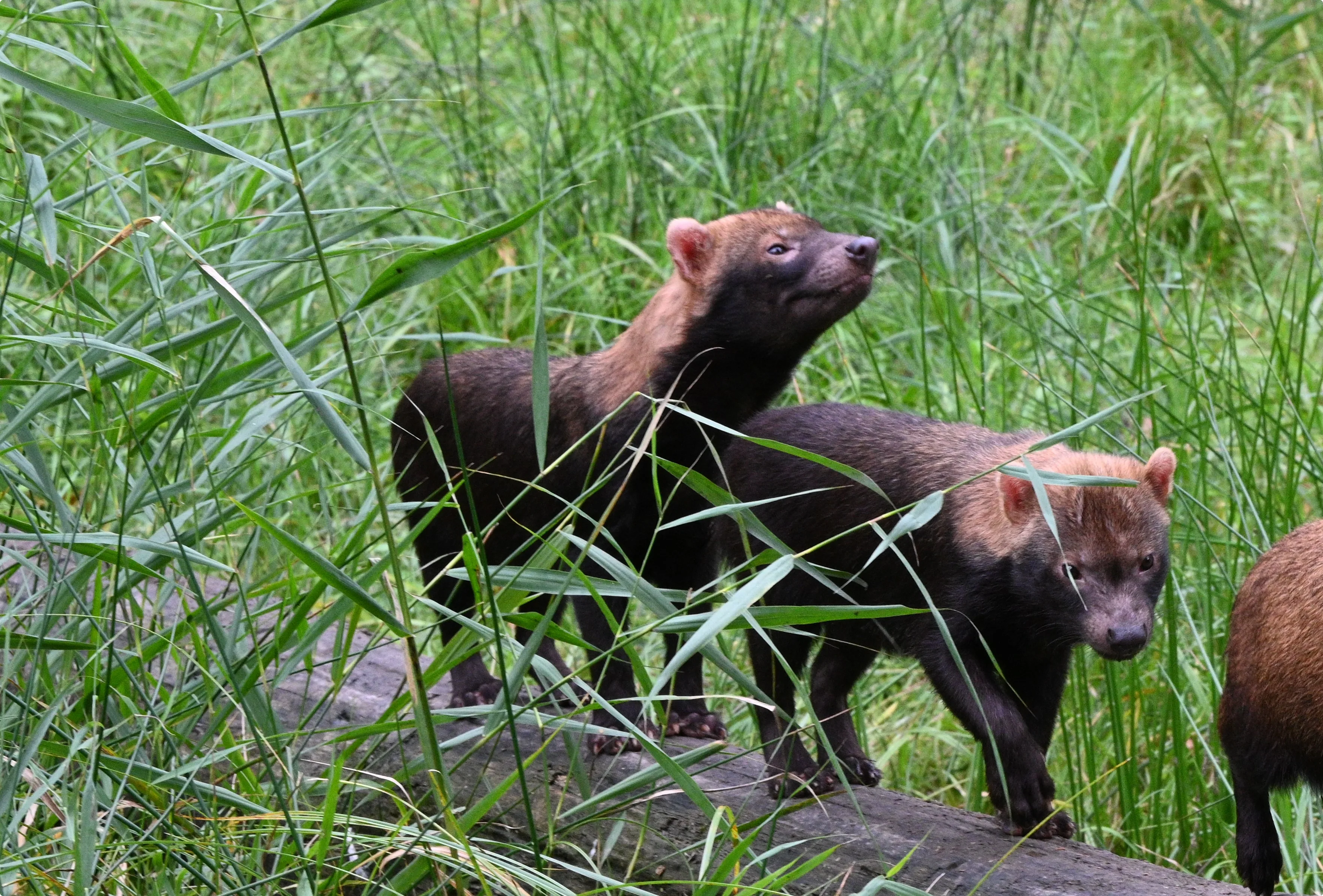 Twee van de boshonden-pups - beeld: GaiaZOO