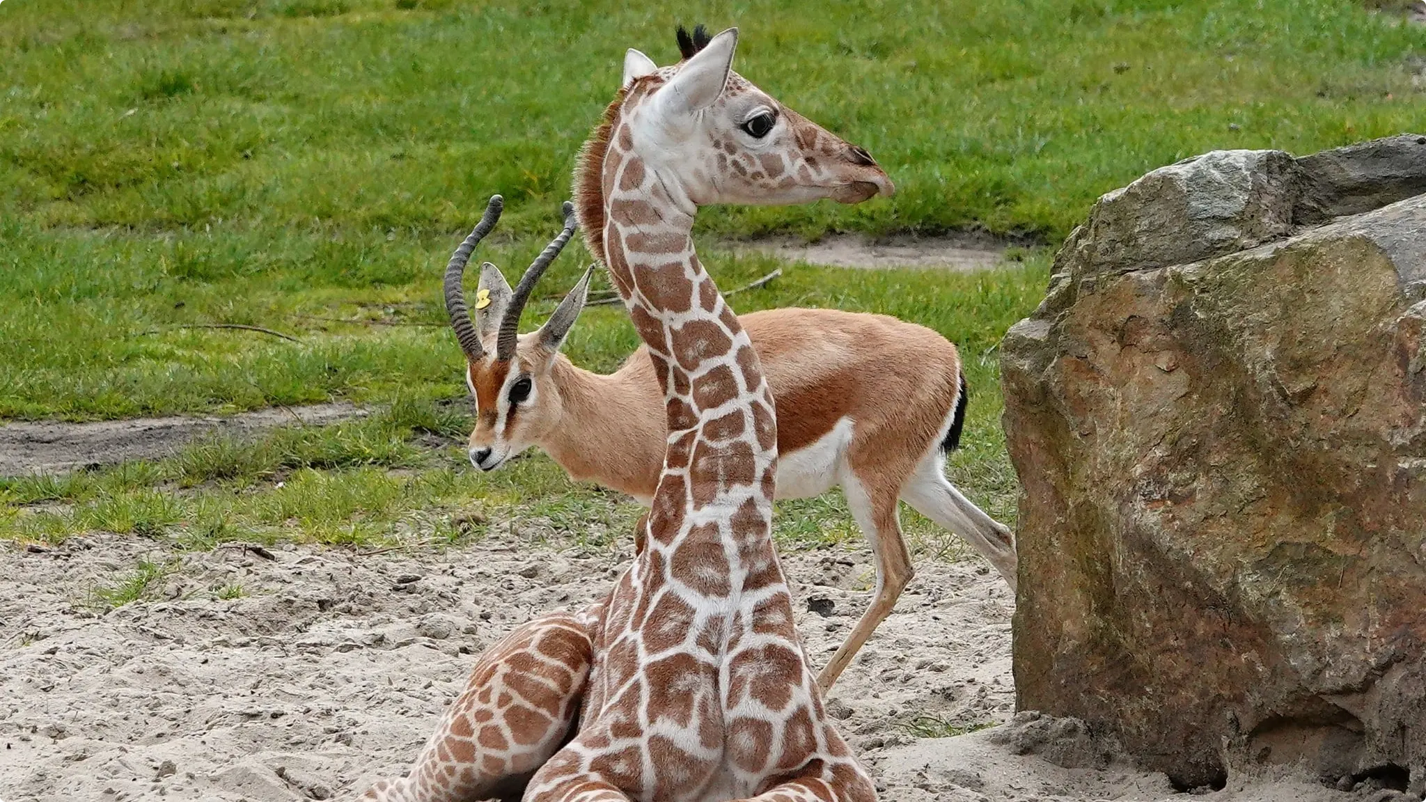 Giraffe Shaki. Foto: Jolanda Berkelmans