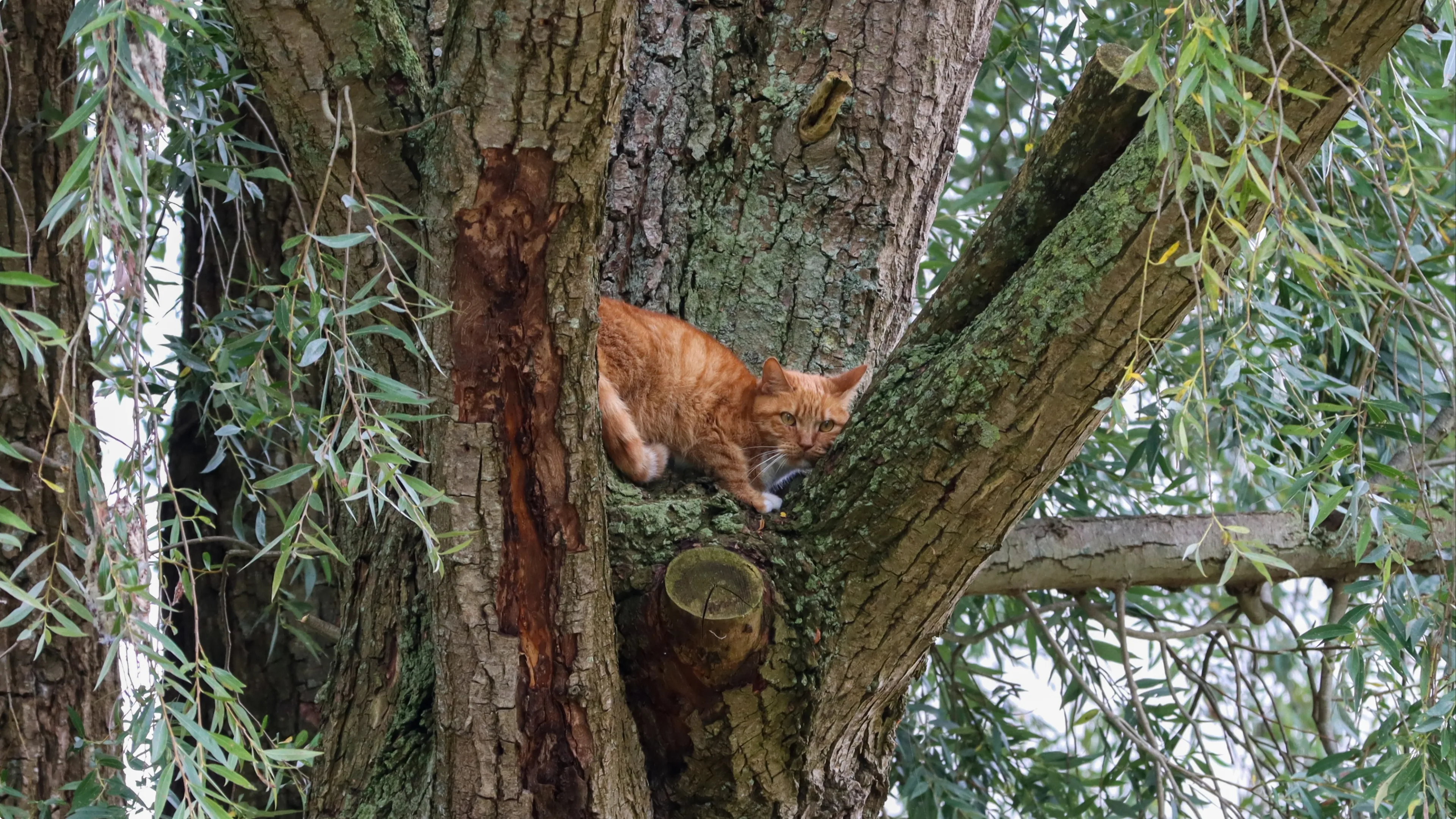Kat Felix zit al zes dagen vast in een boom in Leeuwarden. Beeld: ANP/Anton Kappers.