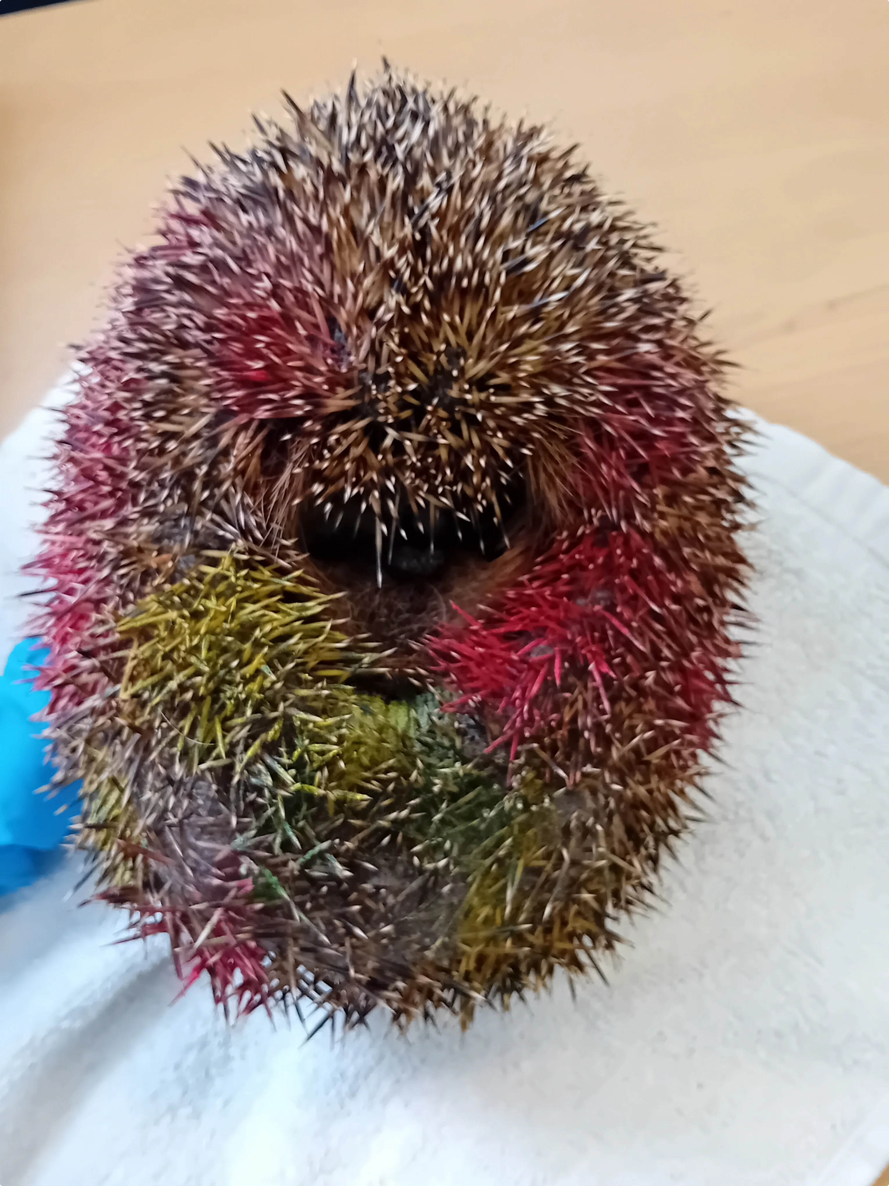 Het egeltje dat in augustus werd binnengebracht (Beeld: Stichting Snorhaar)