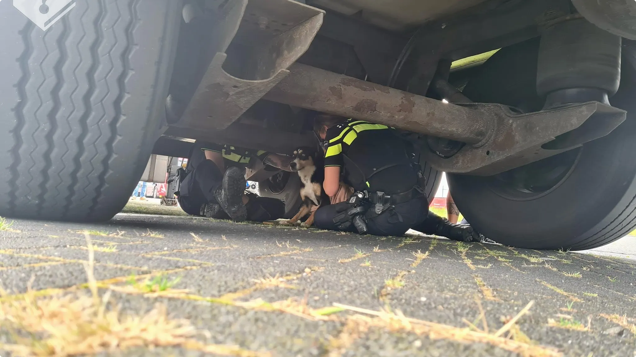 Politieagenten vangen hondje dat snelweg A12 dreigde op te rennen. Beeld: X / Wijkagent Rob Doorneveld