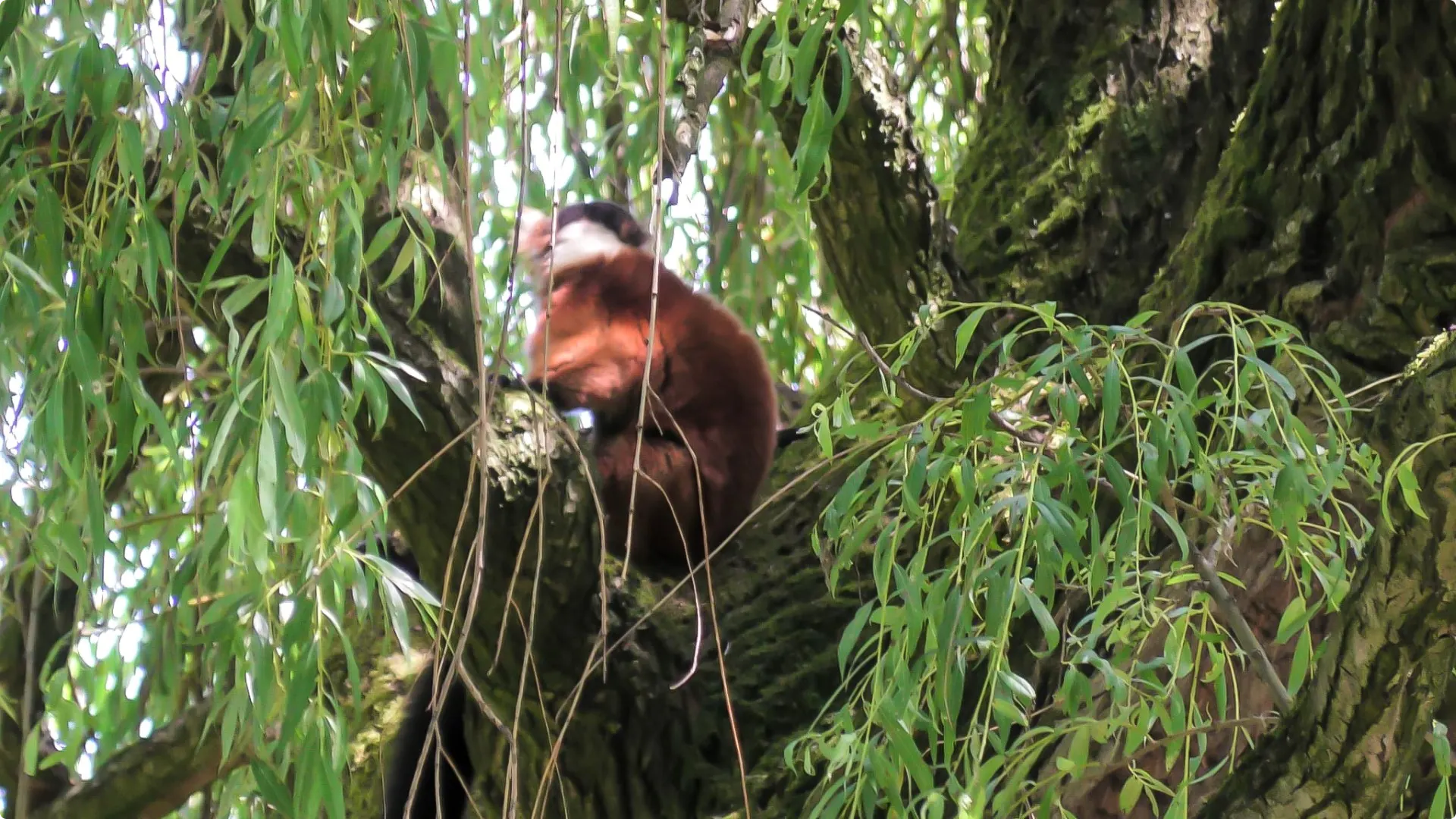 De ontsnapte aap, een rode vari, in kwestie. Het dier was niet van plan om zelf uit de boom te komen. Beeld: HFV/RVP